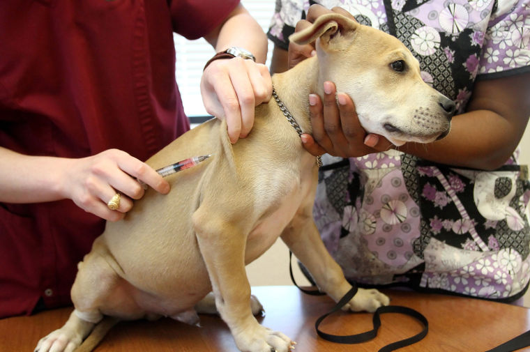 Texas Vets for Pets